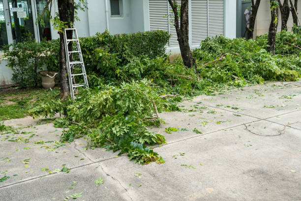 Why Choose Our Tree Removal Services in Altamont, TN?